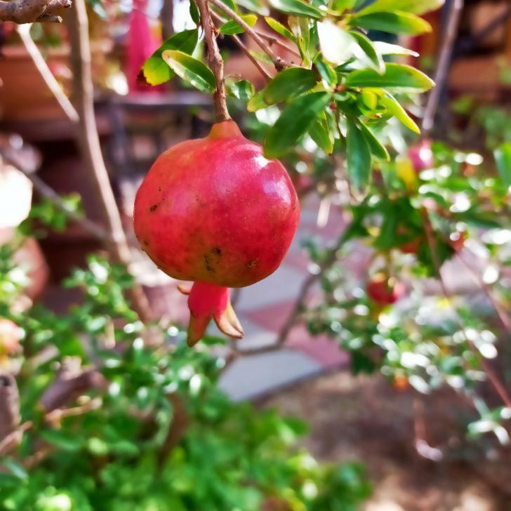 Agricamping Poggio Ai Pini Wine Camping เชร์ตาลโด ภายนอก รูปภาพ