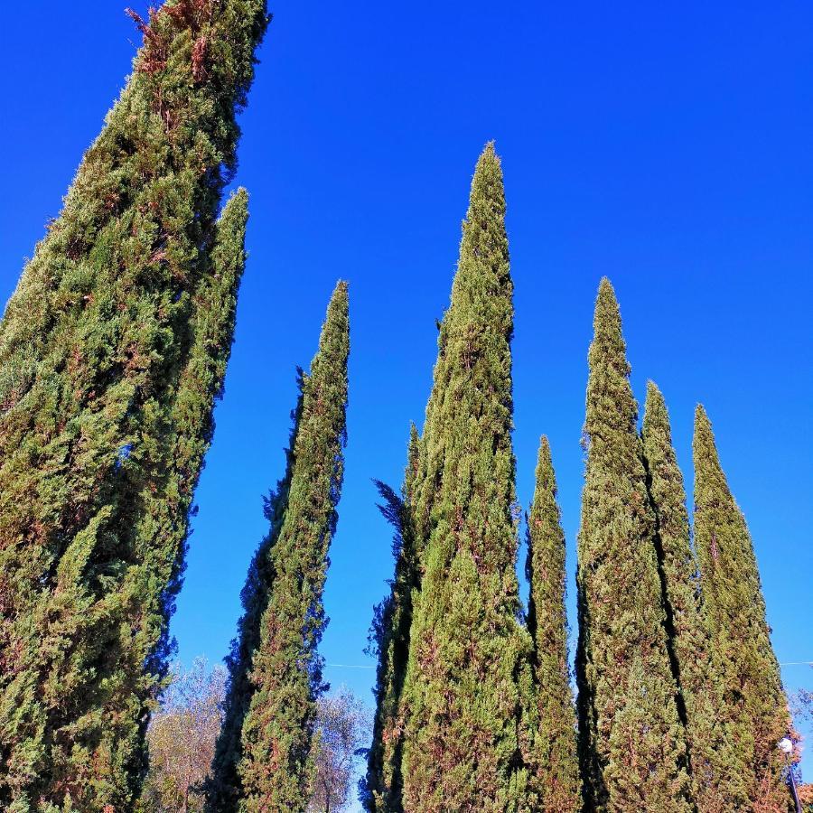 Agricamping Poggio Ai Pini Wine Camping เชร์ตาลโด ภายนอก รูปภาพ